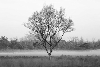 Фотообои Grayscale 23, GRAYSCALE, Wall street Фотообои Grayscale 23, GRAYSCALE, Wall street